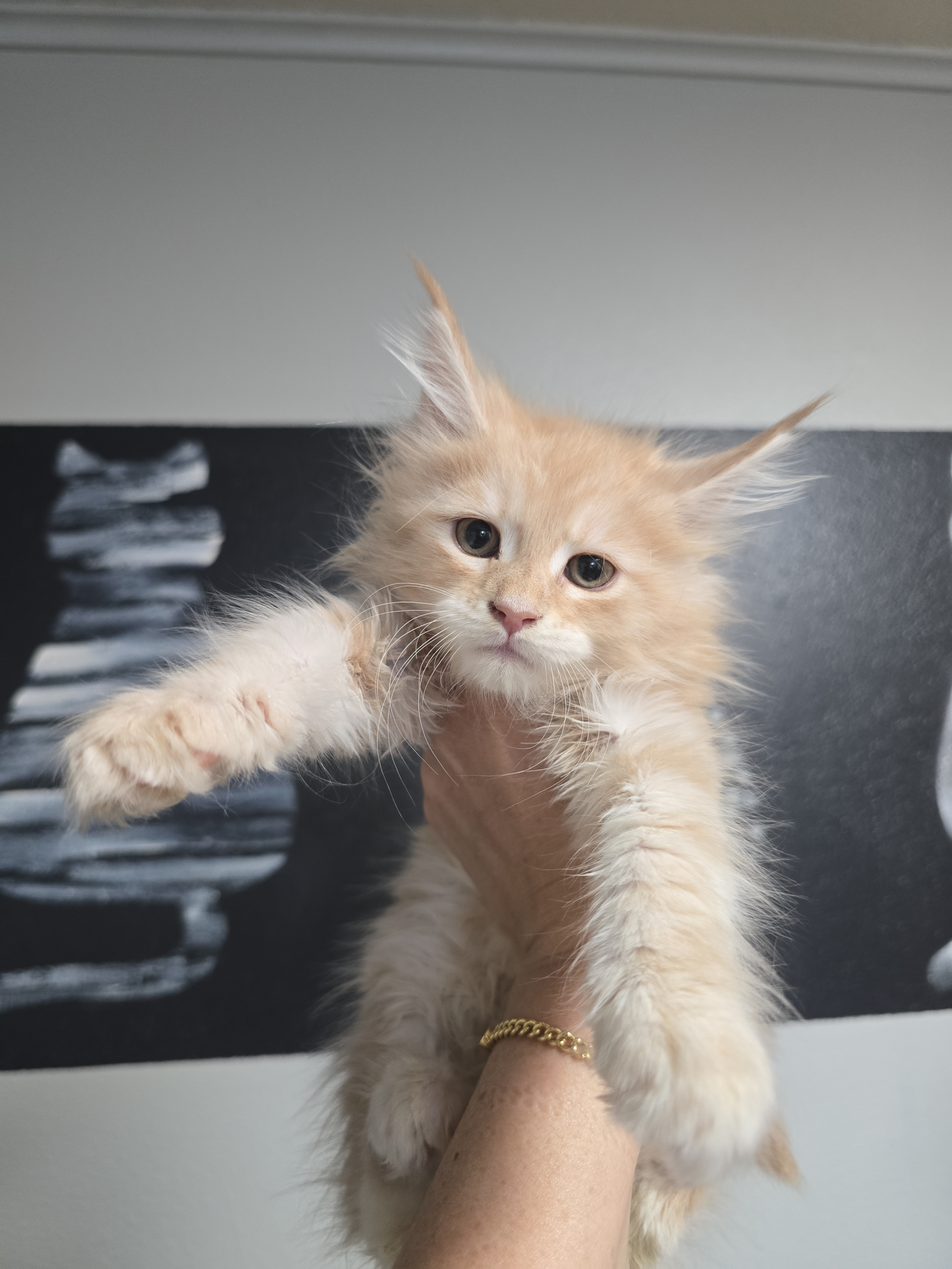 Cream Kitten 2 Scaled