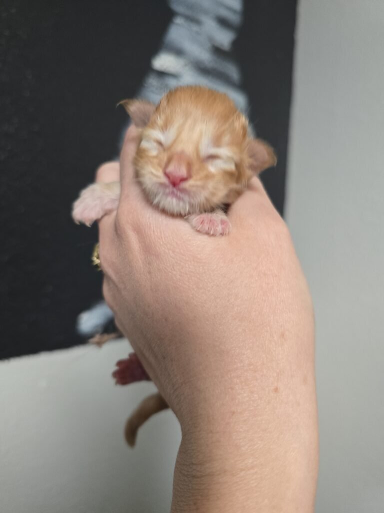 IMG 20260316 165403 768x1024