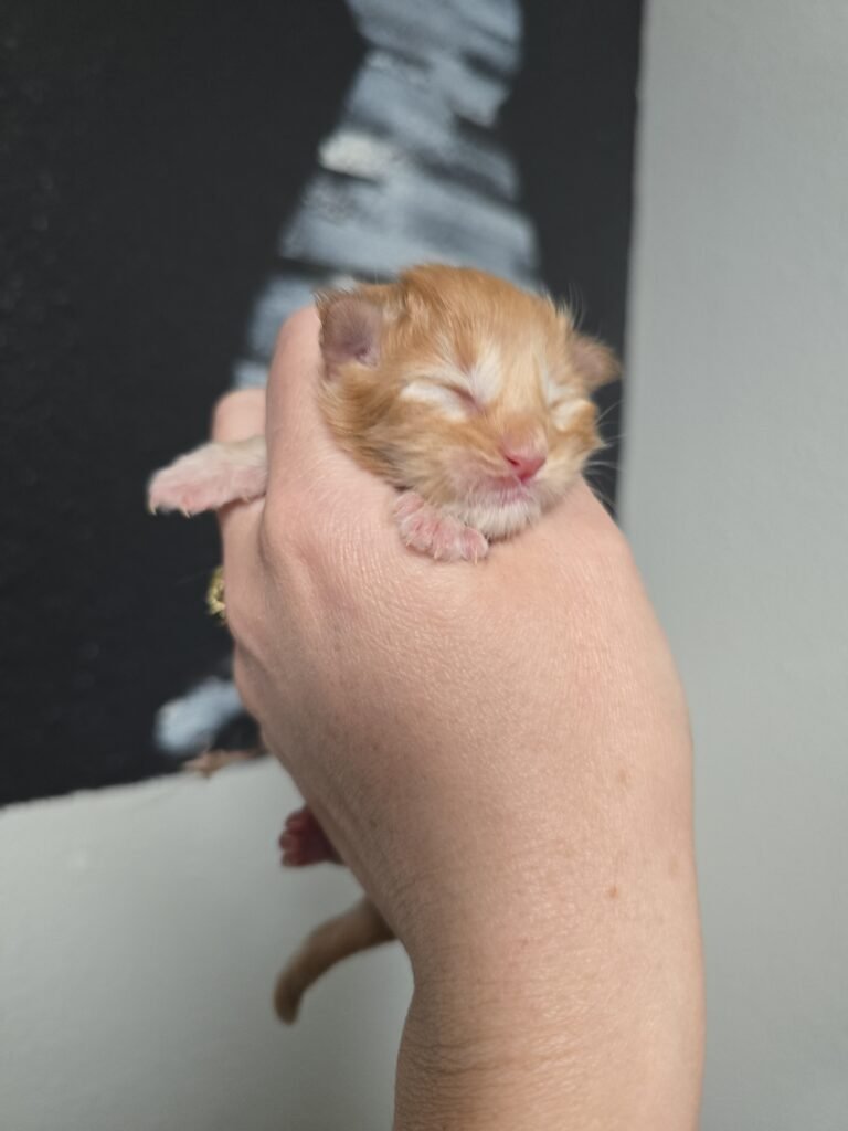 IMG 20260316 165404 768x1024