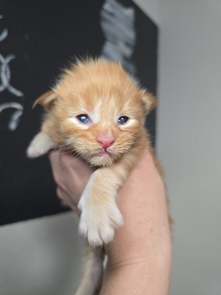 IMG 20260326 105415 768x1024