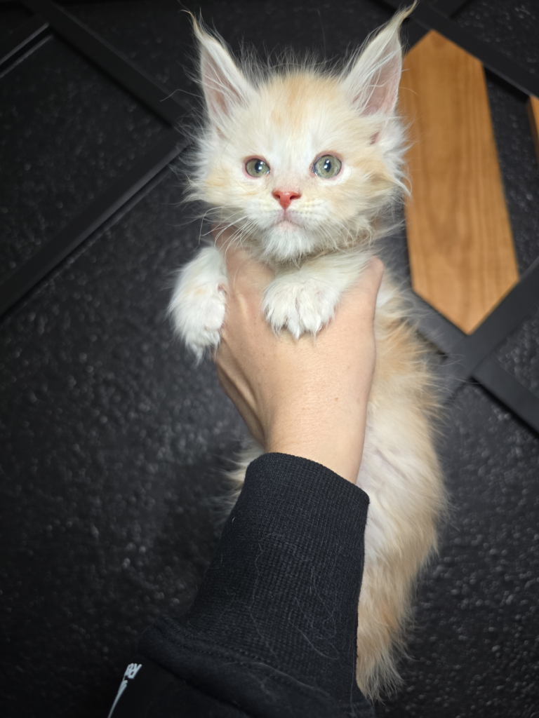 Red Kitten 2 768x1024