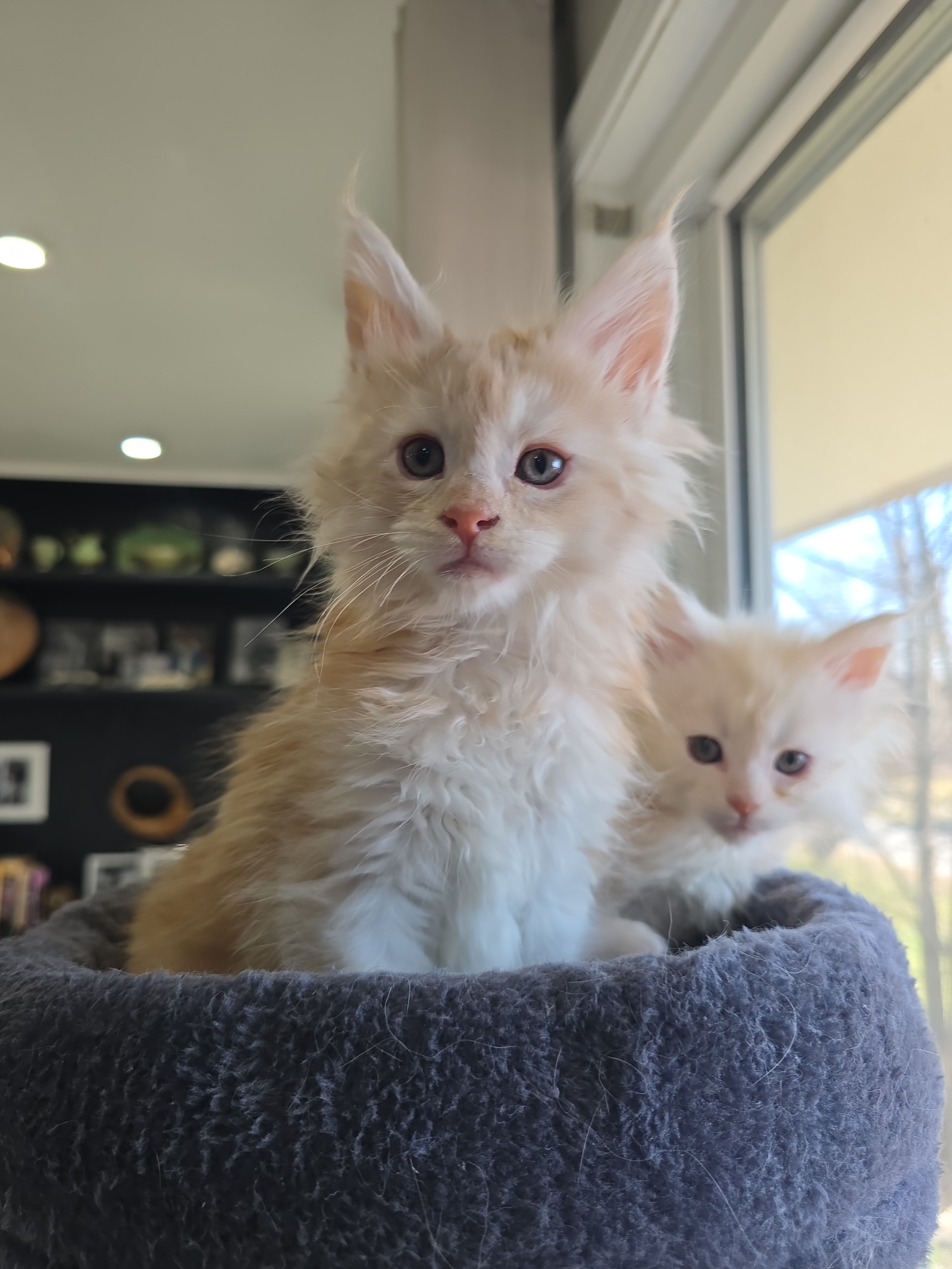 Red Kittens On Tree Scaled