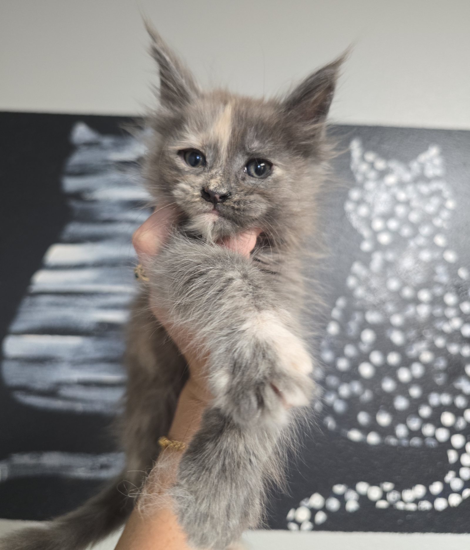 Torti Kitten Scaled