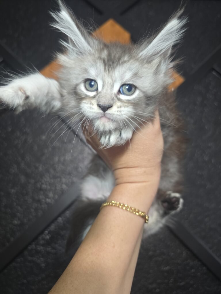 Silverkitten1 768x1024