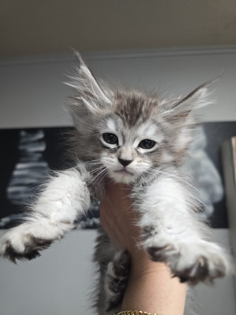 Silverkitten2 768x1024