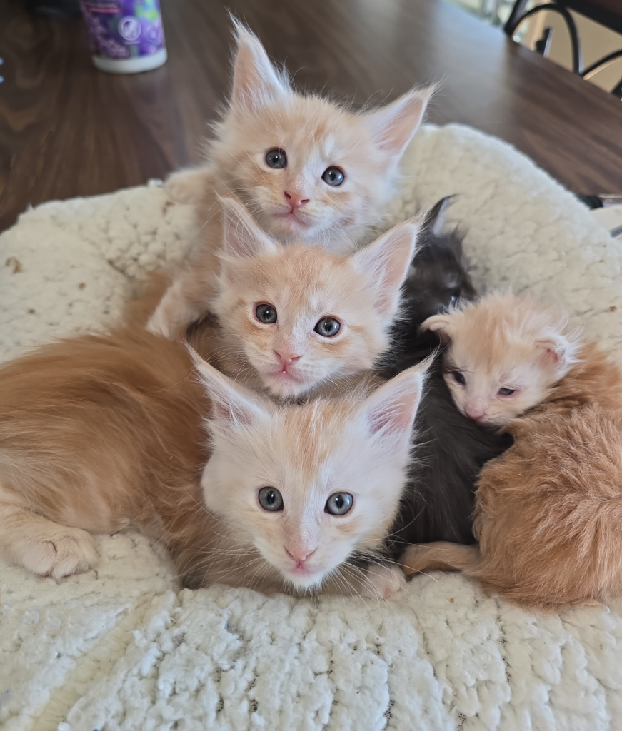 kittens on table scaled.png