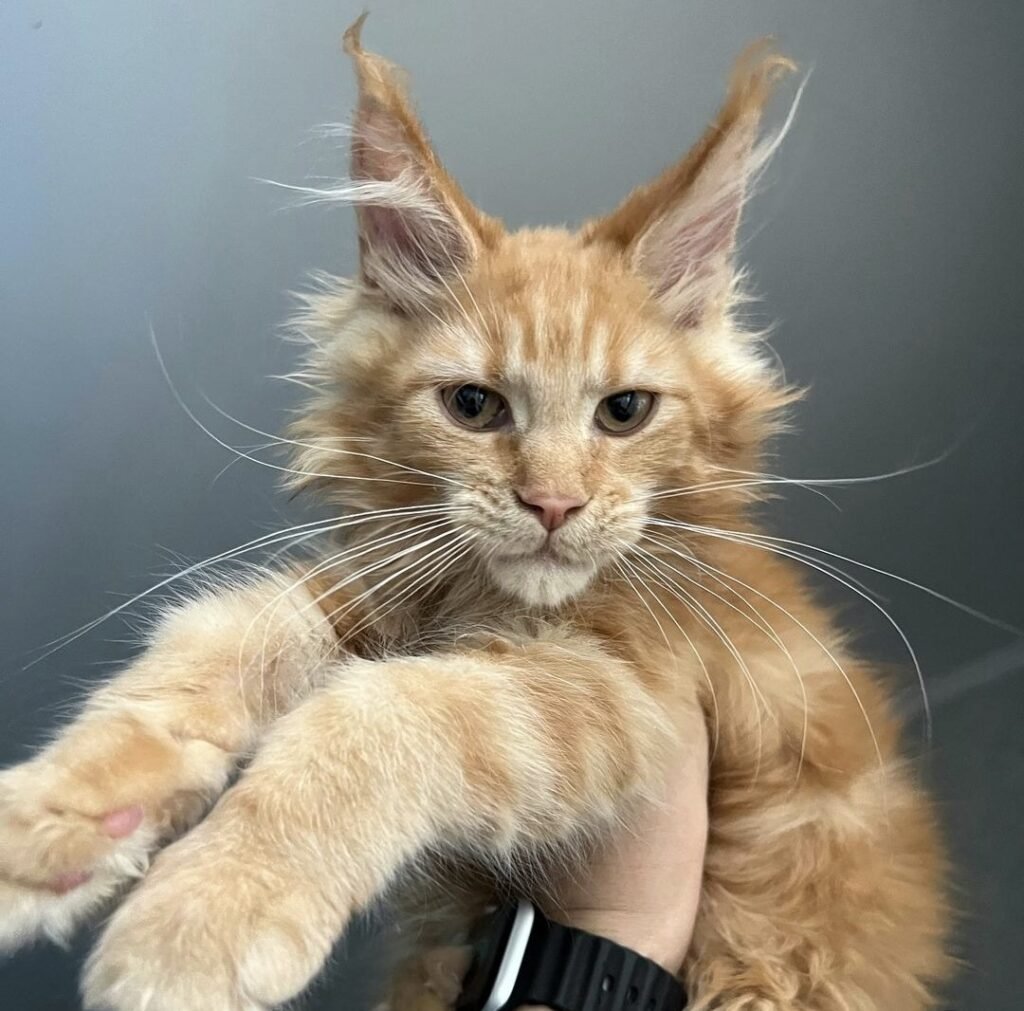 screenshot 20240625 084145 instagram.jpg