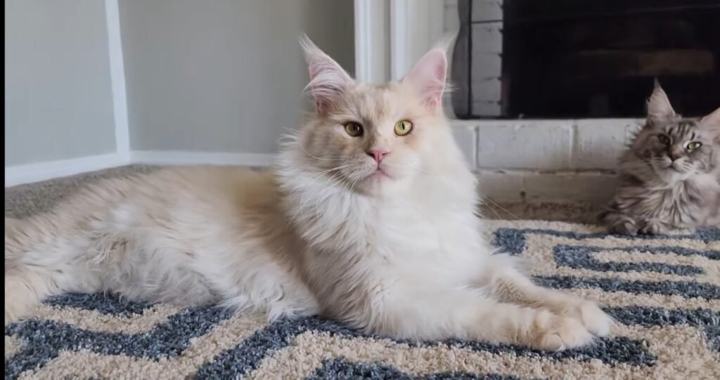 screenshot 20260315 124453 messages copy.jpg