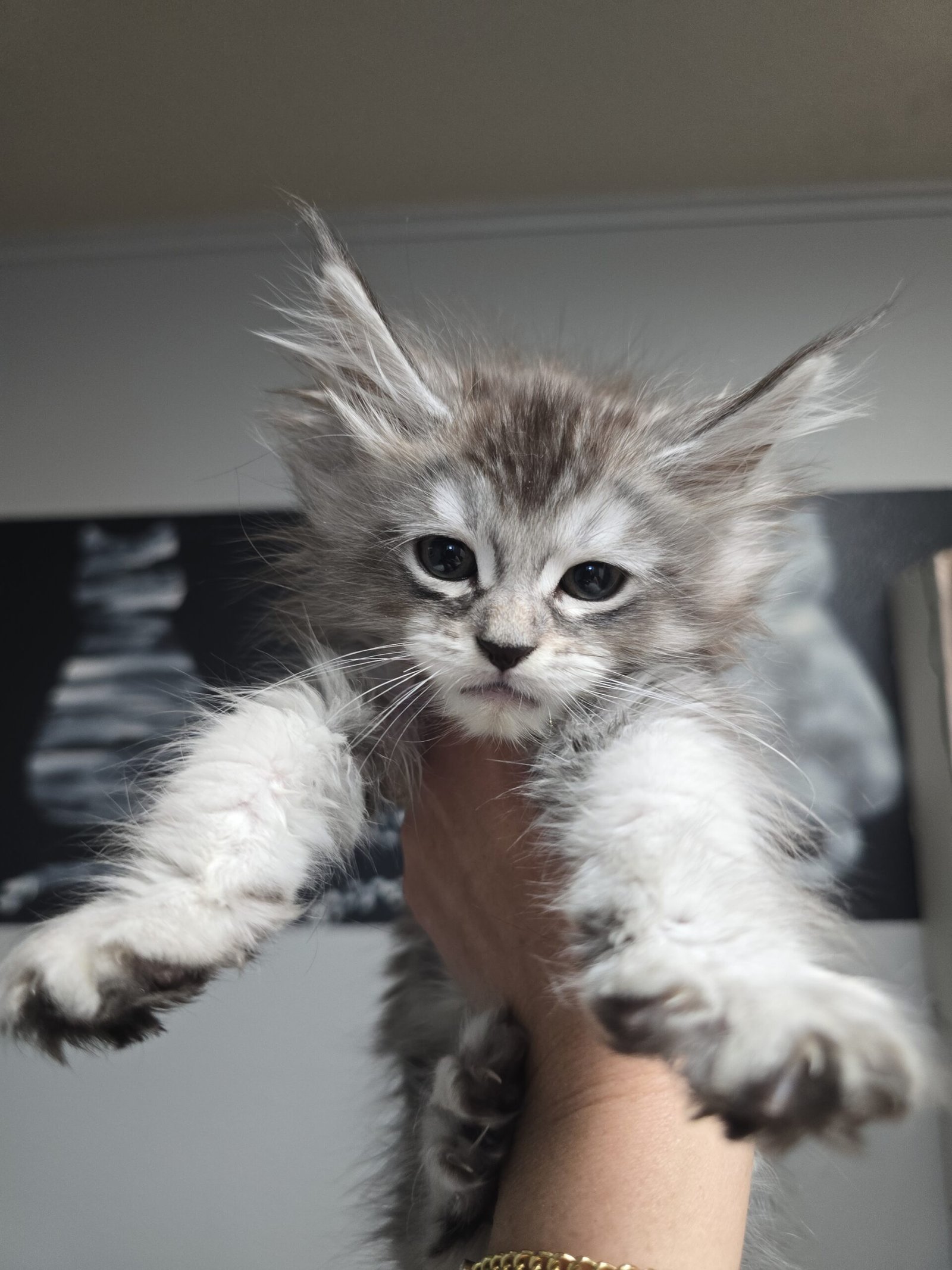 silverkitten2 scaled.jpg