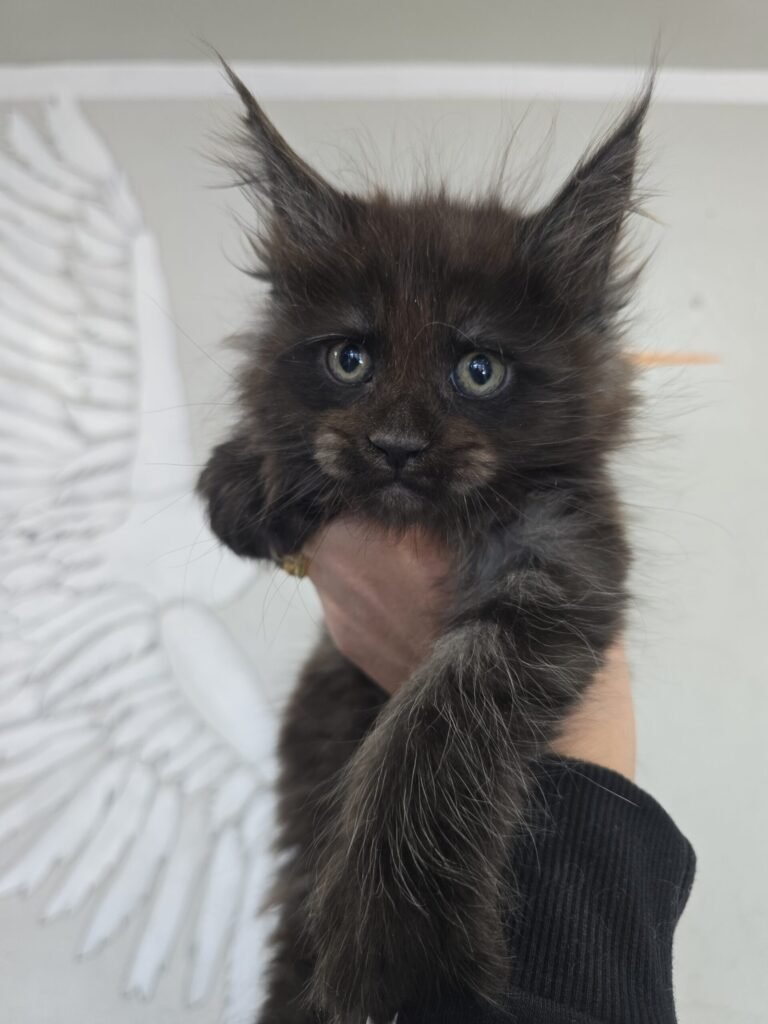 solidblackkitten scaled.jpg