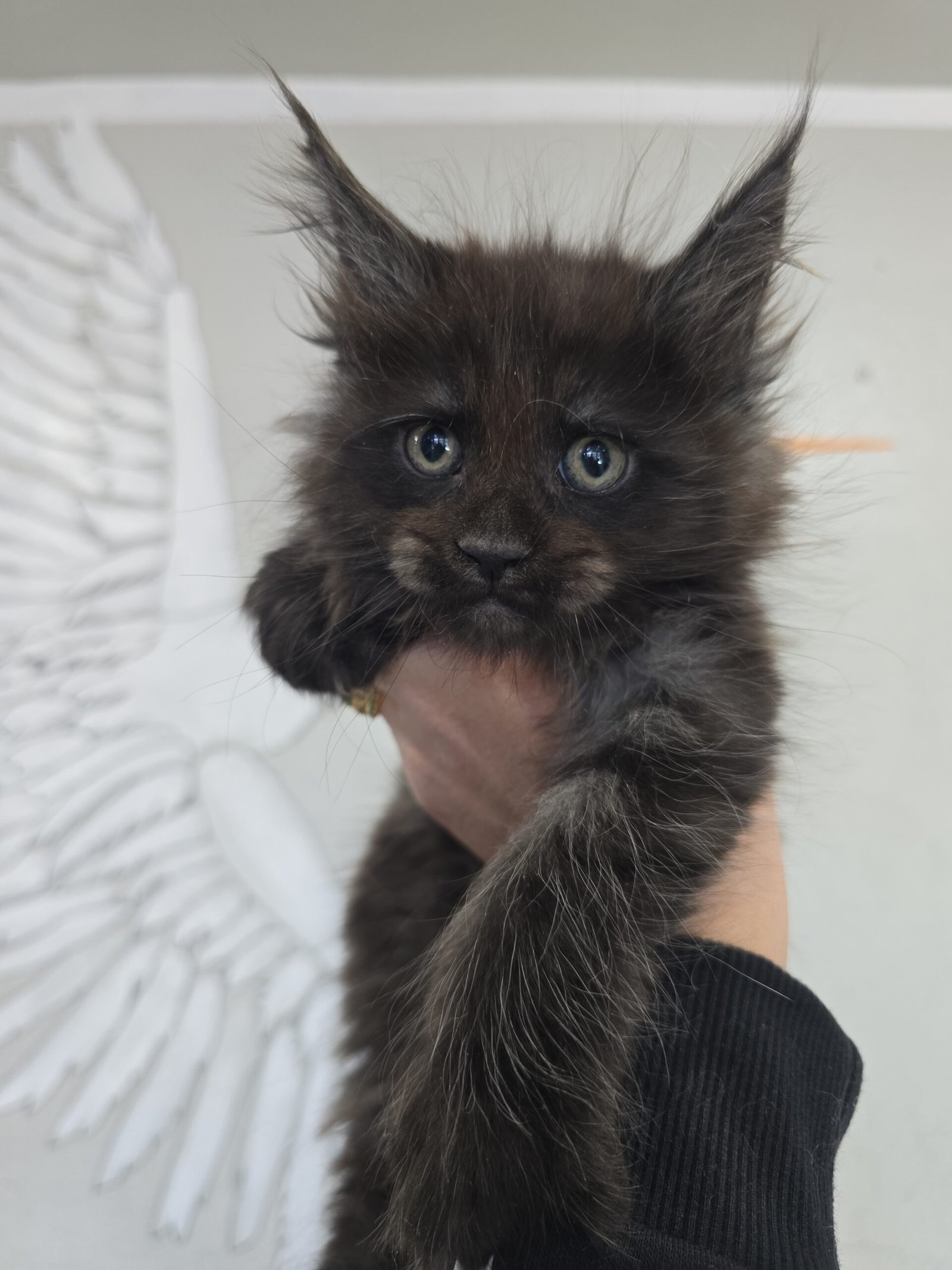 solidblackkitten scaled.jpg