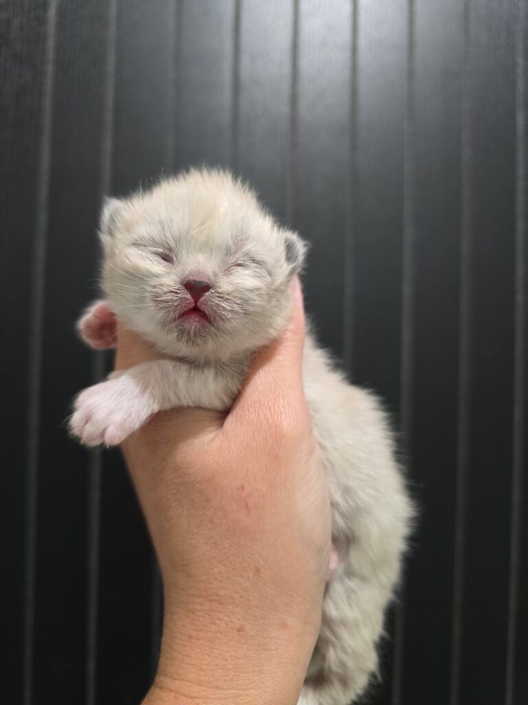 Himalayan Kittens for Sale img 20260630 162059