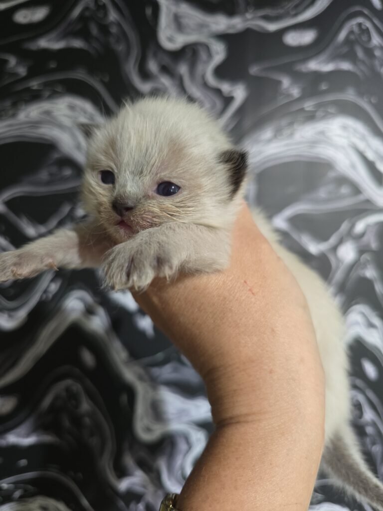 Himalayan Kittens for Sale img 20260630 162224