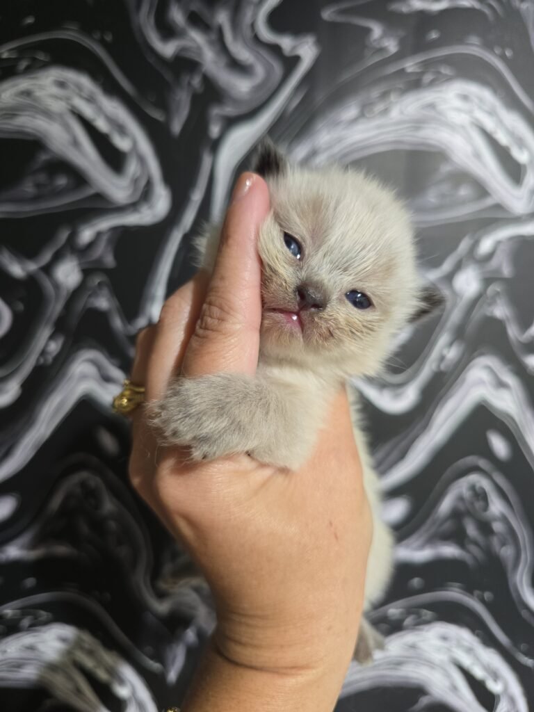 Himalayan Kittens for Sale img 20260630 162240