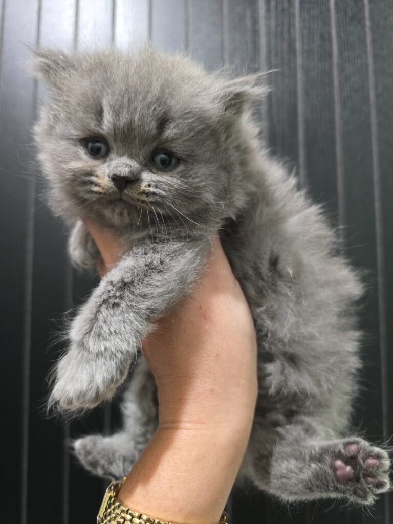 British Shorthair Kittens img 20260630 163558