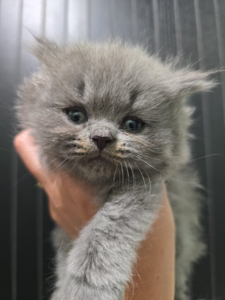 British Shorthair Kittens img 20260630 163606