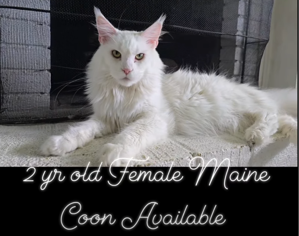 Available Maine Coon Queens for sale in Oklahoma screenshot 2026 07 08 174545