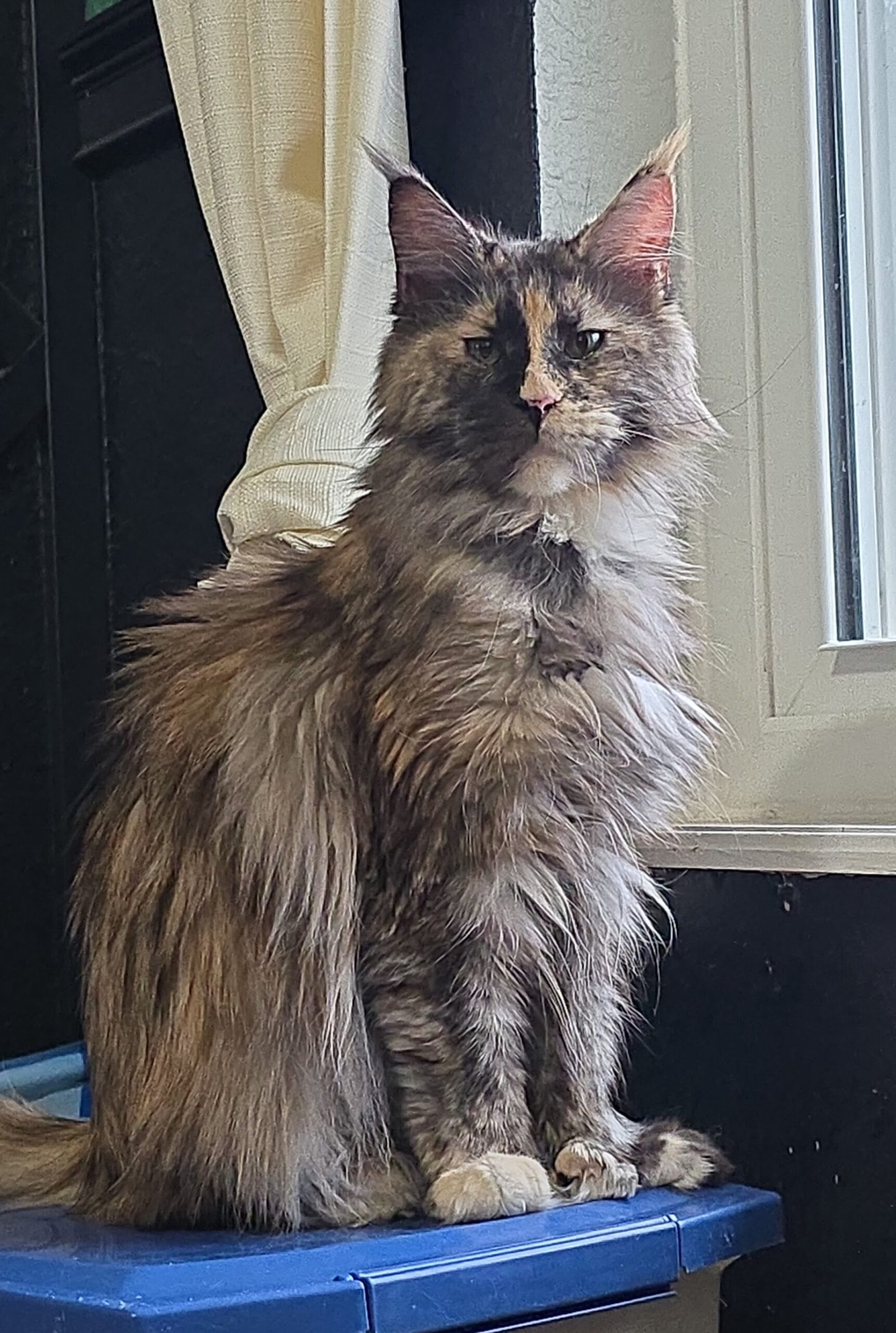 Available Maine Coon Queens for sale in Oklahoma img 20251201 145439