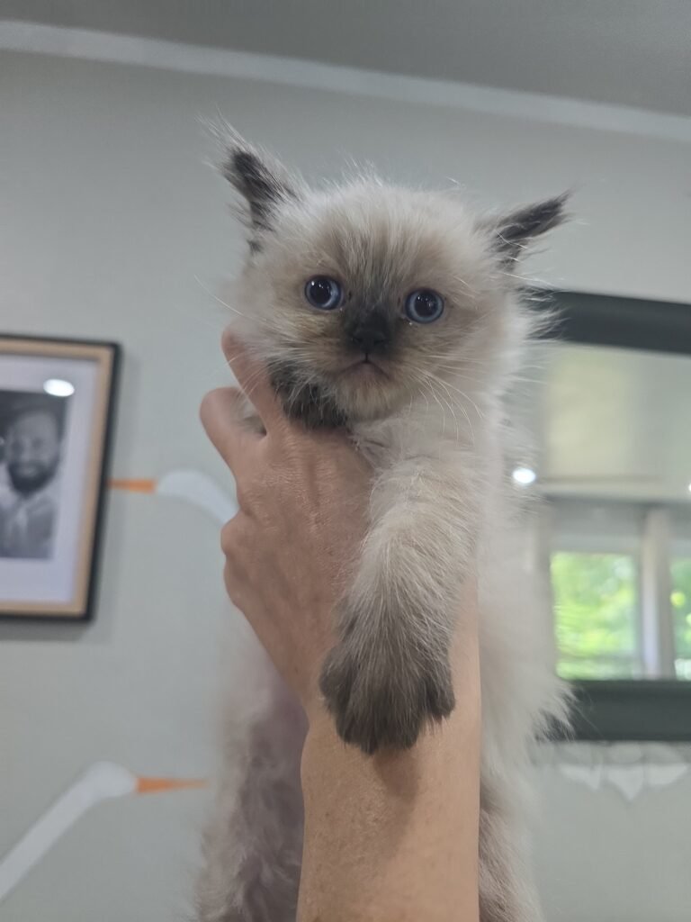 Himalayan Kittens for Sale img 20260802 142451