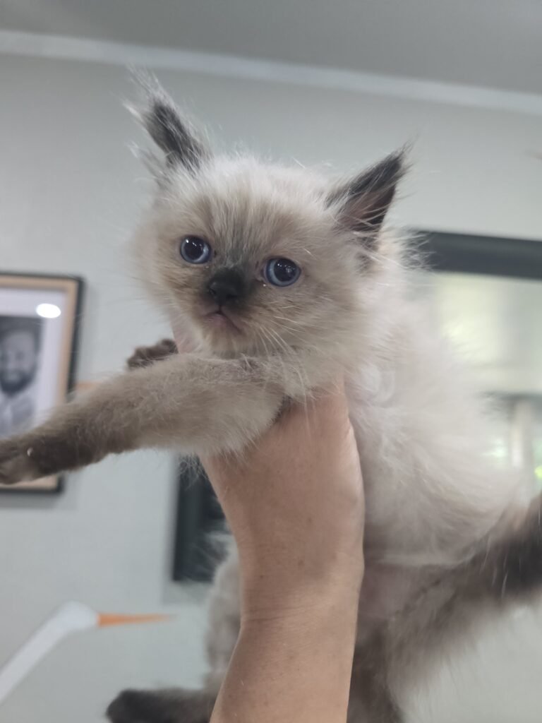 Himalayan Kittens for Sale img 20260802 142455