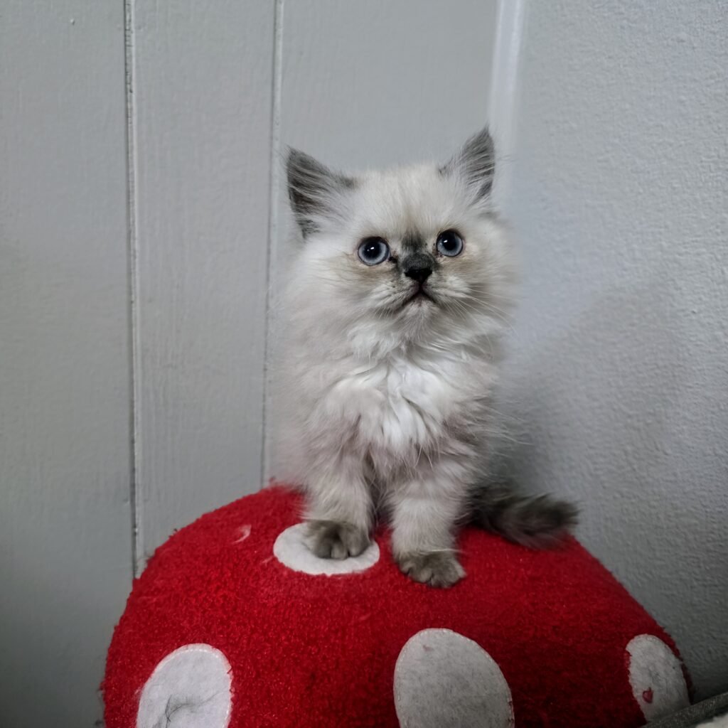 Himalayan Kittens for Sale img 20250621 211133~2 (1)