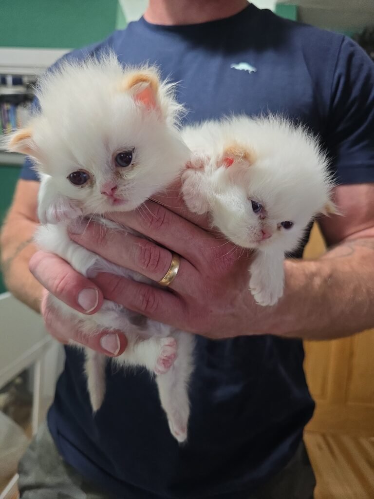 Himalayan Kittens for Sale img 20261027 122812