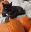 Wolfie_Pumpkin
